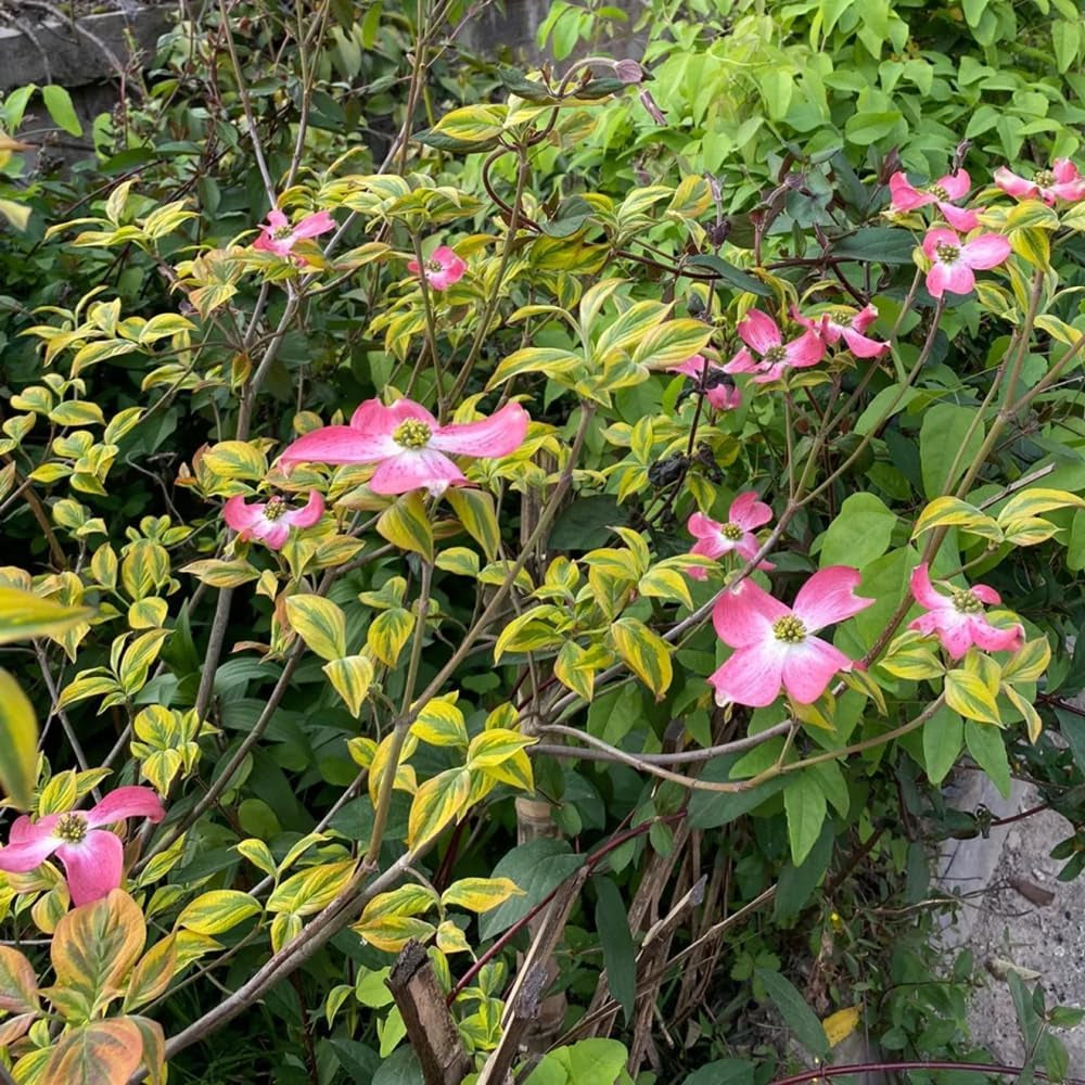 Cornus Kousa, Wildblumensamen Mehrjährig Winterhart Hartriegel, Blumensamen Balkon Alte Sorten Exotische 450Samen