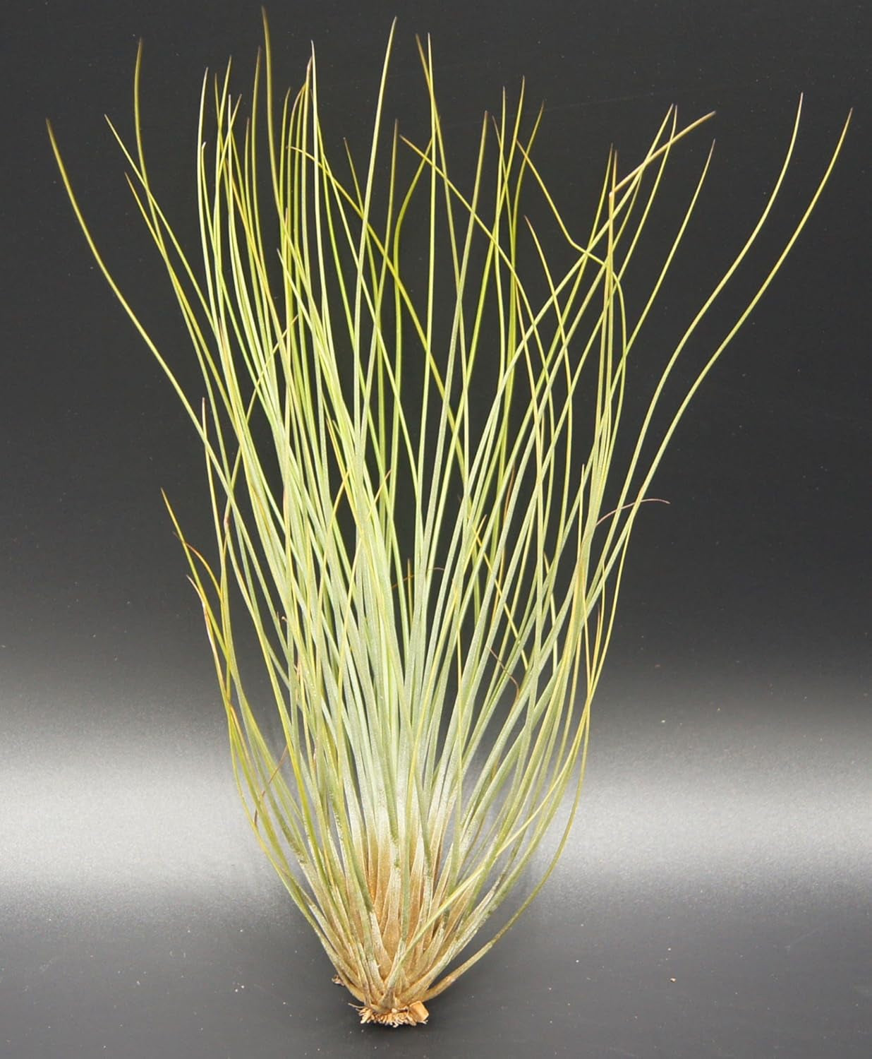 Tillandsien, Tillandsia Festucoides, Bromeliengewächs