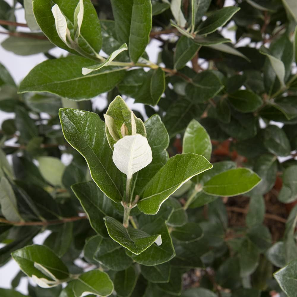 KENTIS - Feijoa Acca Sellowiana - Echte Obstpflanzen Für Den Außenbereich - Immergrüne Gartenpflanze - H 100/125 Cm Kulturtopf Ø 24 Cm