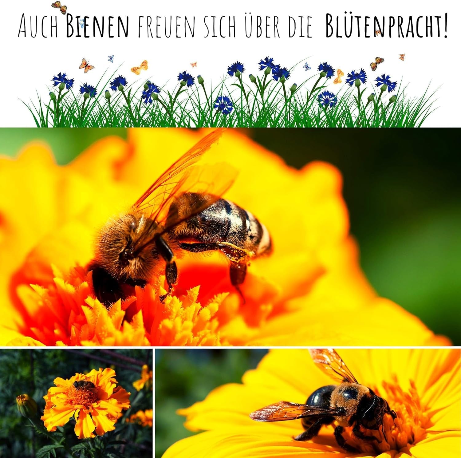 Semințe de gălbenele (Calendula officinalis) - Plantă medicinală versatilă cu flori comestibile și ideală pentru o pajiște cu flori colorate (Abendrot)