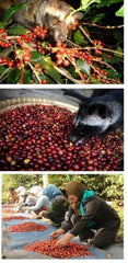 Kaffee Katzenkaffee Kopi Luwak Arabica (Von Freilebenden Tieren) Als Ganze Bohne (50 g)