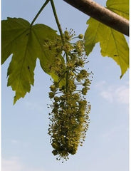 Berg-Ahorn (Acer Pseudoplatanus) 50 Samen (Heimischer Baum - Winterhart)