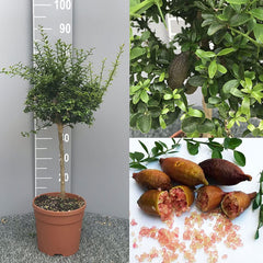 SAVINI VIVAI Zitronenpflanze, Rosa Kaviar, Zitrusbaum, Fingerlimette, Zitronensetzling Im Topf, 20 Cm, Höhe 50–70 Cm, 2 Jahre Veredelung, Hergestellt in Italien