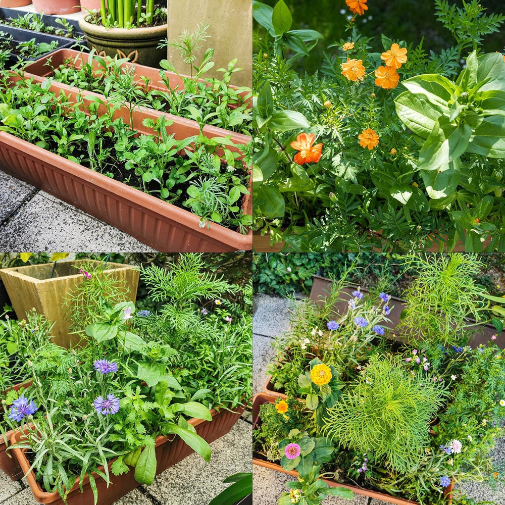 Amestec colorat de flori de balcon - 2 covorașe premium pentru semințe de flori de balcon, ușor de cultivat, flori de vară și semințe de flori sălbatice de la OwnGrown, semințe anuale prietenoase cu insectele