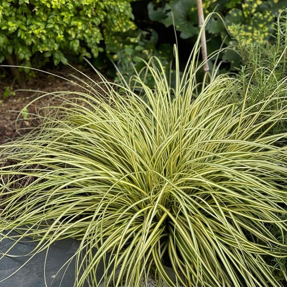 Carex Oshimensis Evergold Sträucher Für Den Garten Ziergras Sichtschutz Balkonpflanze Winterharte Kübelpflanzen Luftreinigende Zimmerpflanzen Seltene Outdoor Ziergräser 500Samen