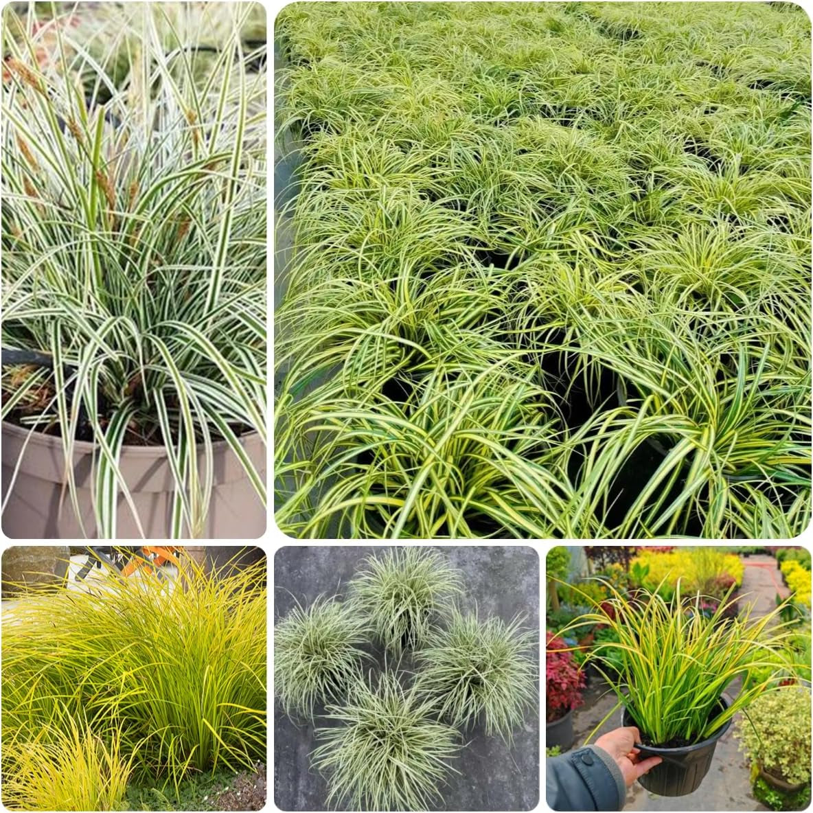 Carex Oshimensis Gartenpflanzen Für Draußen Sträucher Für Den Garten Ziergras Sichtschutz Balkonpflanze Immergrüne Sträucher Winterhart Luftreinigende Zimmerpflanzen Topfpflanzen 300Samen