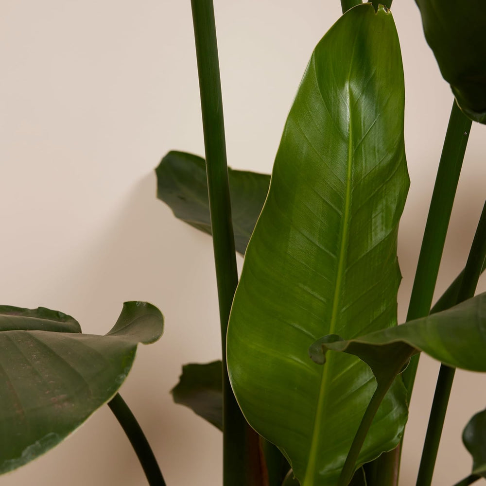 Bloomique - Strelitzia Nicolai - Paradiesvogelblume - Paradiesvogelblume - XXL Zimmerpflanzen - Luftreinigend - Pflegeleicht - 150-170 Cm Hoch - Topf 27 Cm