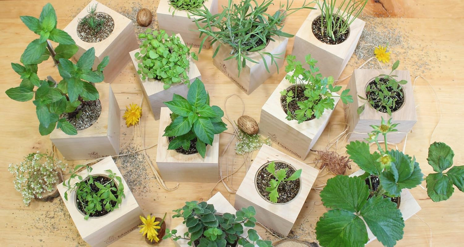 Feel Green Message Cube, Holzwürfel Mit Lasergravierter Glücksbohne"Merry Xmas", Nachhaltige Geschenkidee, 100% Eco Friendly, Anzuchtset, Made in Austria