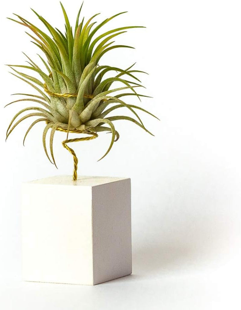 Tillandsia Ionantha Rubra IR Pflanze Ohne Erde – Tillandsien Echte Pflanzen – Zimmerpflanzen Natürlich Tillandsia Echte Pflanze Luftpflanzen (Inklusive Werkzeug) (Weiß)