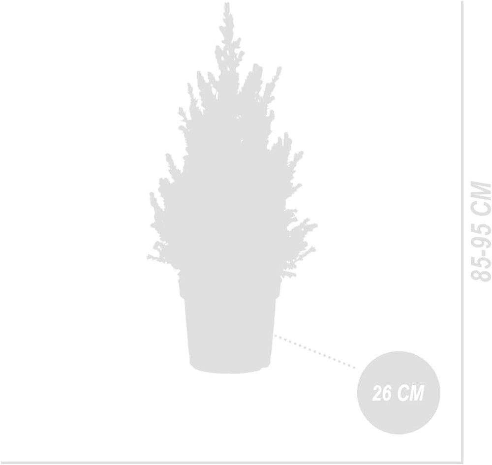 Bloomique - Picea Glauca December - Mini-Weihnachtsbaum - Zwergfichte - Weihnachtsdekoration - Für Drinnen Und Draußen - Winterhart - Immergrün - 80-100 Cm Hoch - Topf 26 Cm