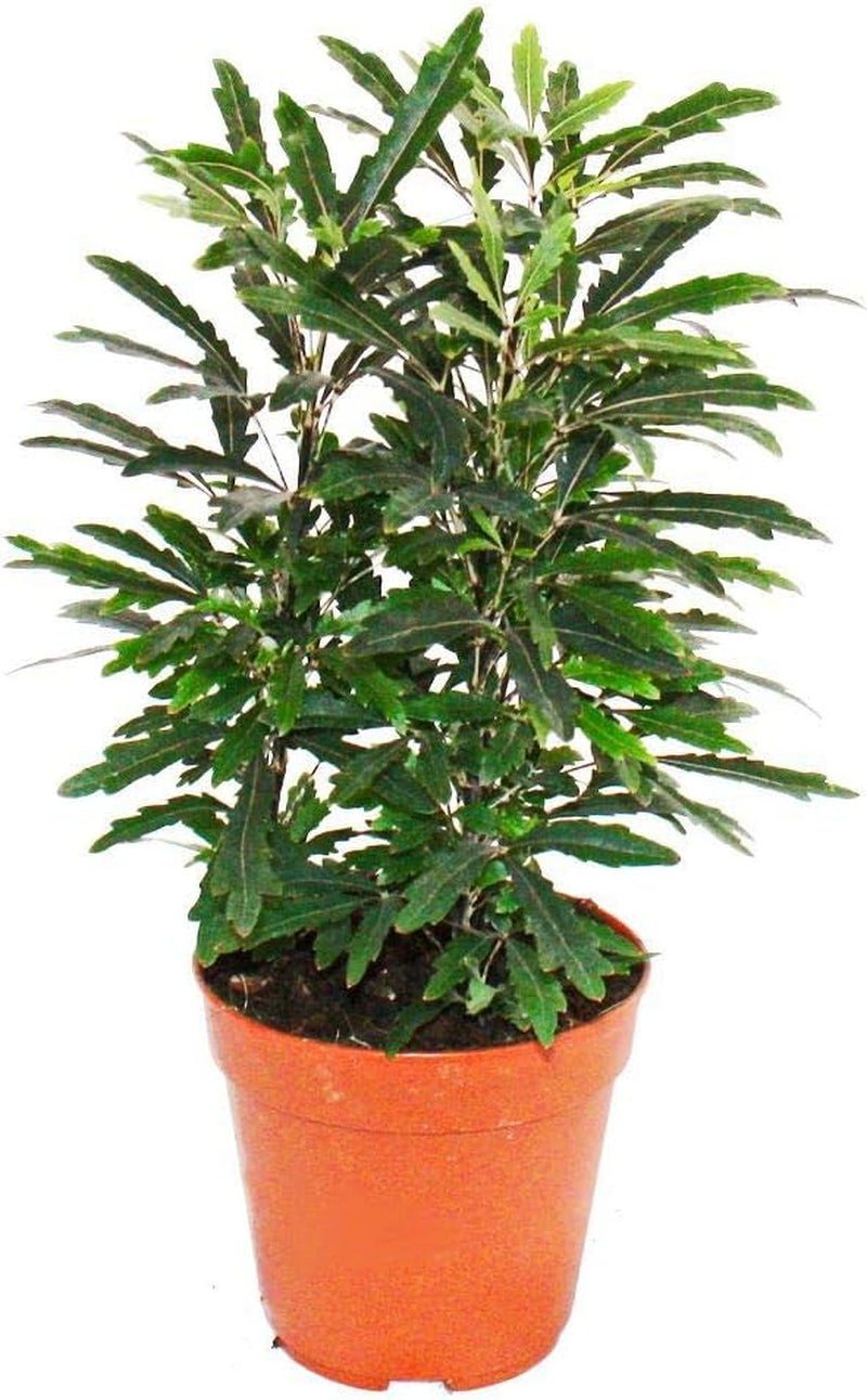 Exotenherz Zimmerpflanzen-Mix II 3Er Set, 1X Dieffenbachia, 1X Chamaedorea (Bergpalme) 1X Dracena Marginata (Drachenbaum), 10-12Cm Topf