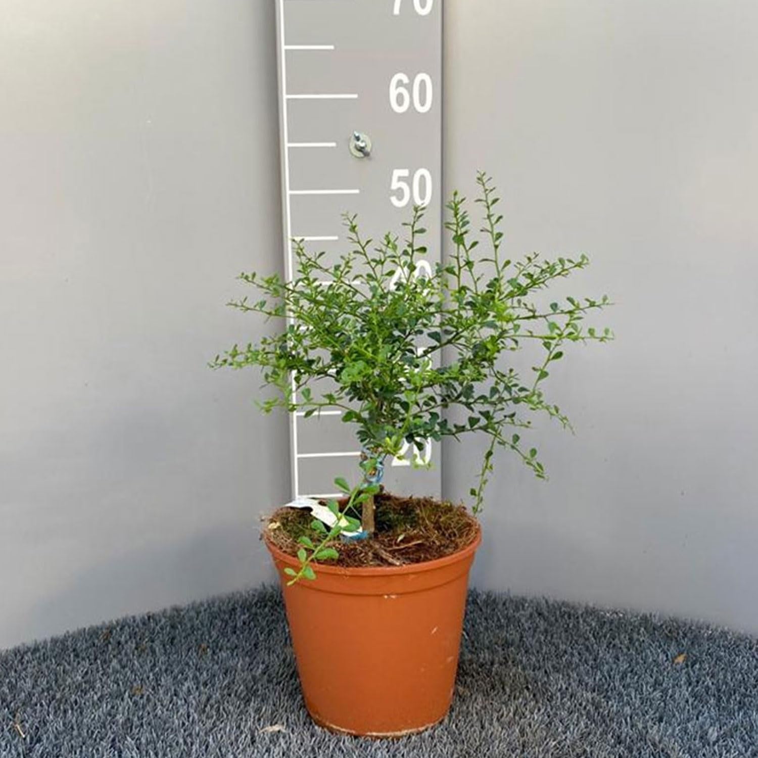 SAVINI VIVAI Zitronenpflanze, Gelber Kaviar, Zitrusbaum, Fingerlimette, Zitronensetzling Im Topf, 20 Cm, Höhe 50–70 Cm, 2 Jahre Veredelung, Hergestellt in Italien
