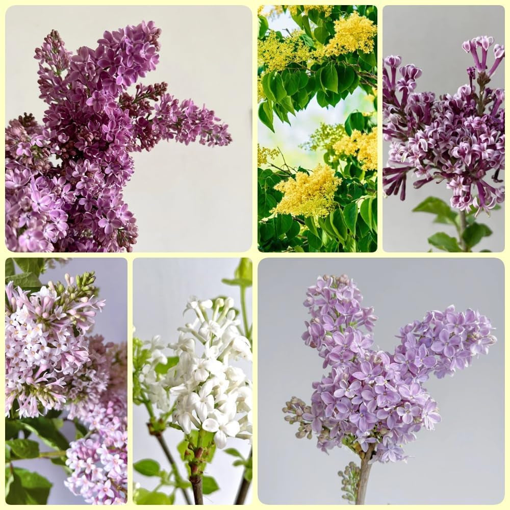 Flieder - Gartenpflanzen Winterhart Mehrjährig Nachhaltige Geschenke Geschenke Für Gartenliebhaber Garten Sträucher 50Samen