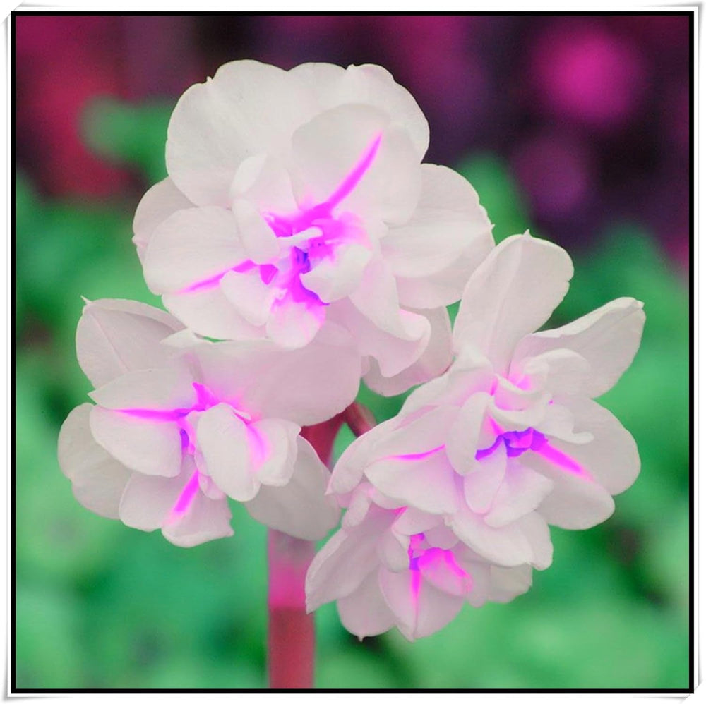 Amestec de bulbi de flori, Bec magic misterios, Plantare rezistentă, Bulb de flori perene rezistent la iarnă, Bulbi rezistenți - 3 bulbi de orhidee