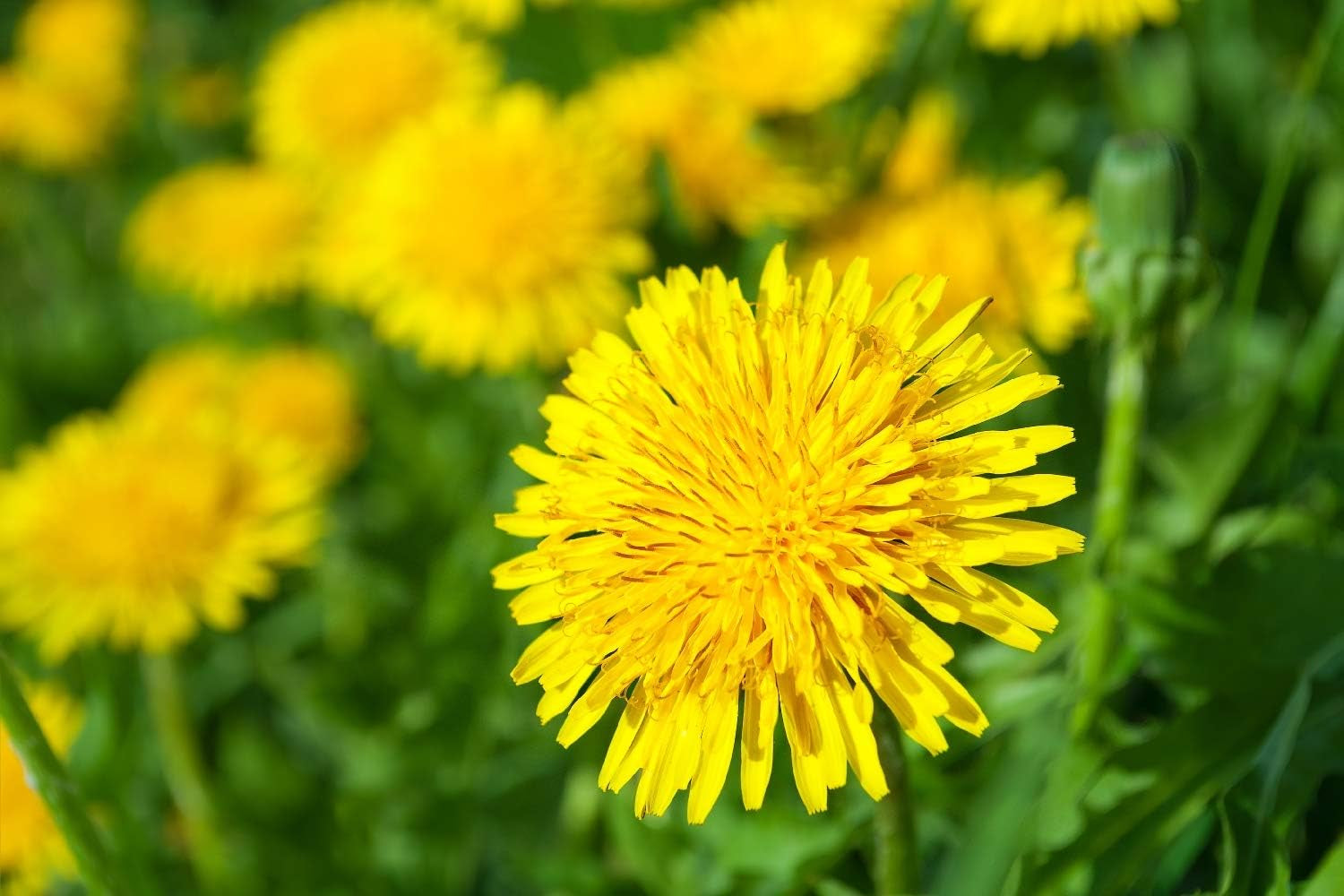 SAFLAX - BIO - Păpădie - 400 semințe - Taraxacum officinale