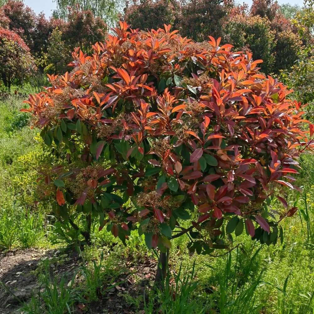Glanzmispel Red Robin, Stauden Winterhart Mehrjährig Photinia Fraseri Red Robin, Gartenpflanzen Exotische Schnellwachsende Sträucher 300Samen
