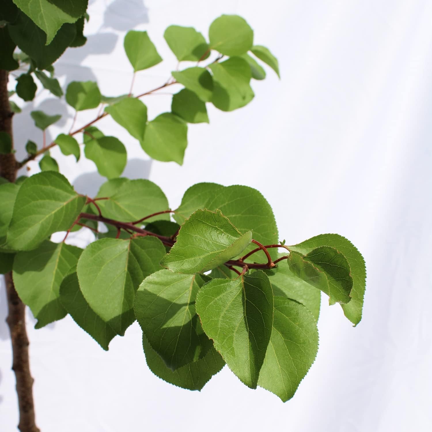 KENTIS – Aprikosen Pflanzen – Aprikosenbaum – Echte Outdoor Pflanzen – Garten Obstbaum – Obstpflanzen - Topf Ø 24 Cm