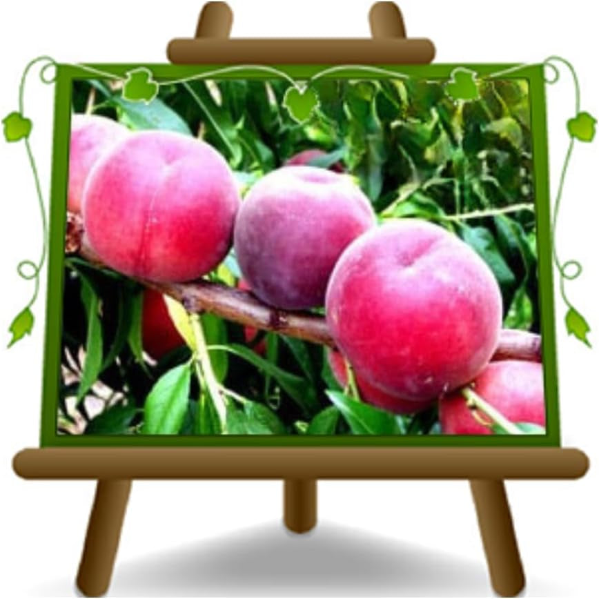 Pfirsiche Pulpa Rote Vigna - Obstpflanze Alte Frucht Auf Blumentopf 20 Baum Max 170 Cm – 2 Jahre Anbau Italien