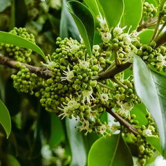 Stechpalme Hecken, Stechpalme Schnell Wachsende Winterharte Kübelpflanzen, Schnittblumen Exotische 100Samen