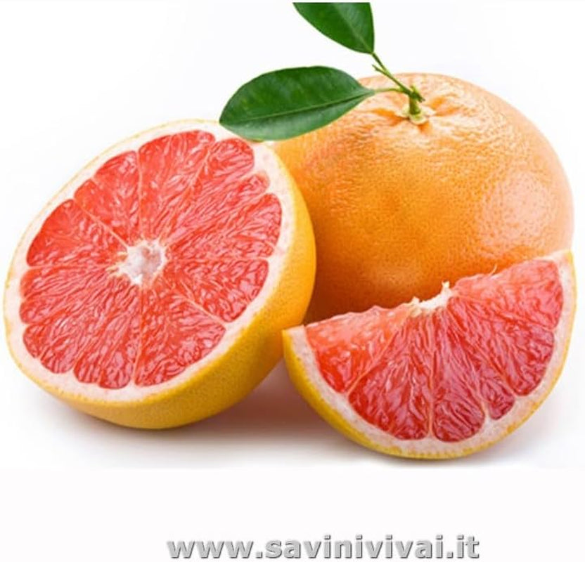 SAVINI VIVAI Grapefruitpflanze, Rosa Grapefruit-Zitrusbaum Im 20 Cm Topf, Höhe 70 Cm, 2-3 Jahre Veredelung, Hergestellt in Italien
