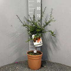 SAVINI VIVAI SAVINI VIVAI Zitronenpflanze, Roter Kaviar, Zitrusbaum, Fingerlimette, Zitronensetzling Im Topf, 20 Cm, Höhe 50–70 Cm, 2 Jahre Veredelung, Hergestellt in Italien