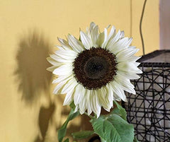 Procut White Night F1 Sonnenblumensamen Von Bobby-Seeds Portion