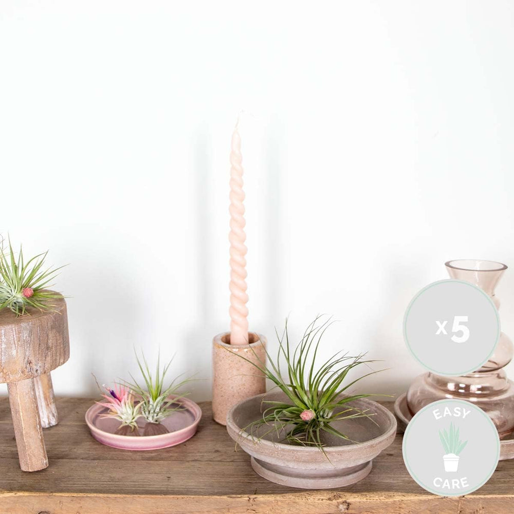 Bloomique - 5Er Mix - Tillandsia - Tillandsien - Luftpflanzen Echt - Sehr Pflegeleicht - Höhe 5-15 Cm