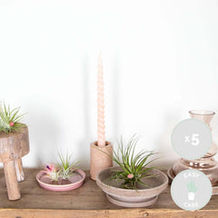 Bloomique - 5Er Mix - Tillandsia - Tillandsien - Luftpflanzen Echt - Sehr Pflegeleicht - Höhe 5-15 Cm
