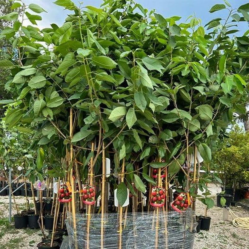 Sauerkirschbaum Amarena Montmorency – Obstpflanze Im Topf Ø 24/26 Cm, Höhe 160-180 Cm, Alter: 4 Jahre – Italienische Baumschule
