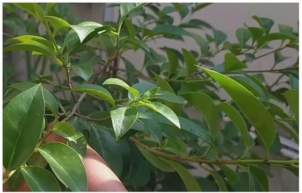 Stk - 10X Ligustrum Japonicum Japanischer Liguster Garten Pflanzen - Samen B1258 -
