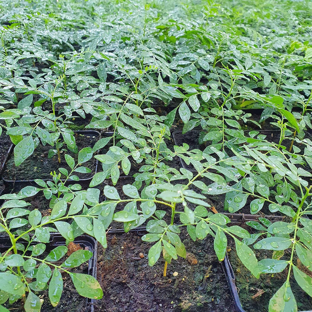 1 Curryblatt Baum | Murraya Koenigii | Aus Samen gezogen | Selten in der EU | Indische & Sri Lankische Zimmerpflanze | 10-15cm Höhe in 7cm Topf | Curry Pflanze | Bergera Koenigii