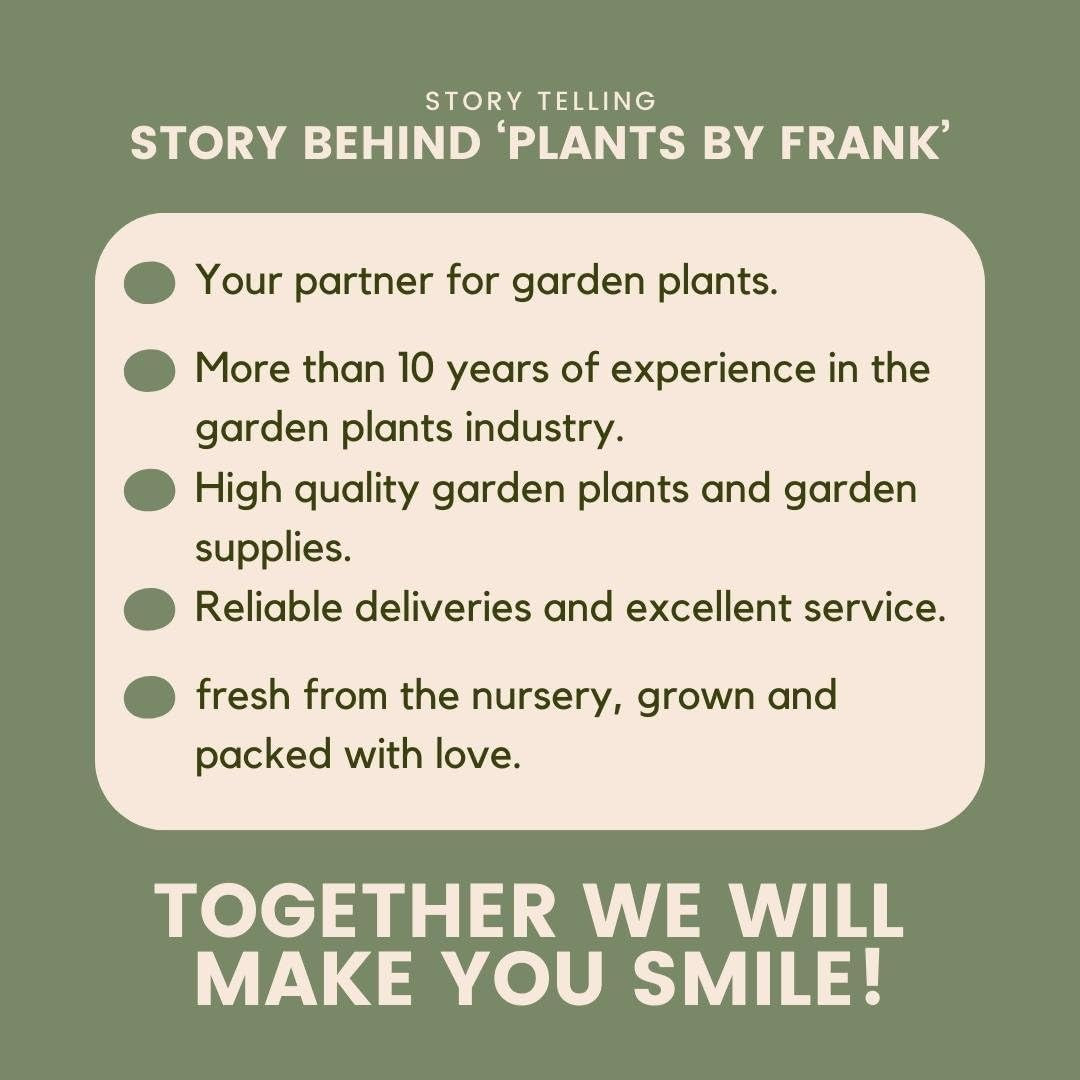Plants by Frank | Bambus Pflanze Winterhart Im Set Von 6 Pflanzen | Fargesia Rufa | Gartenpflanzen | Gräser Winterhart Mehrjährig |Ø13 Cm | 25 Cm | Keine Wurzelausläufer