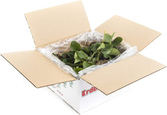 Erdbeerpflanzen Anbau-Set: 20 Gemischte Erdbeerpflanzen Inkl. Dünger - Sorten: Daroyal, Korona, Amandine, Favori - Frigo-Erdbeeren Von Erdbeerprofi.De