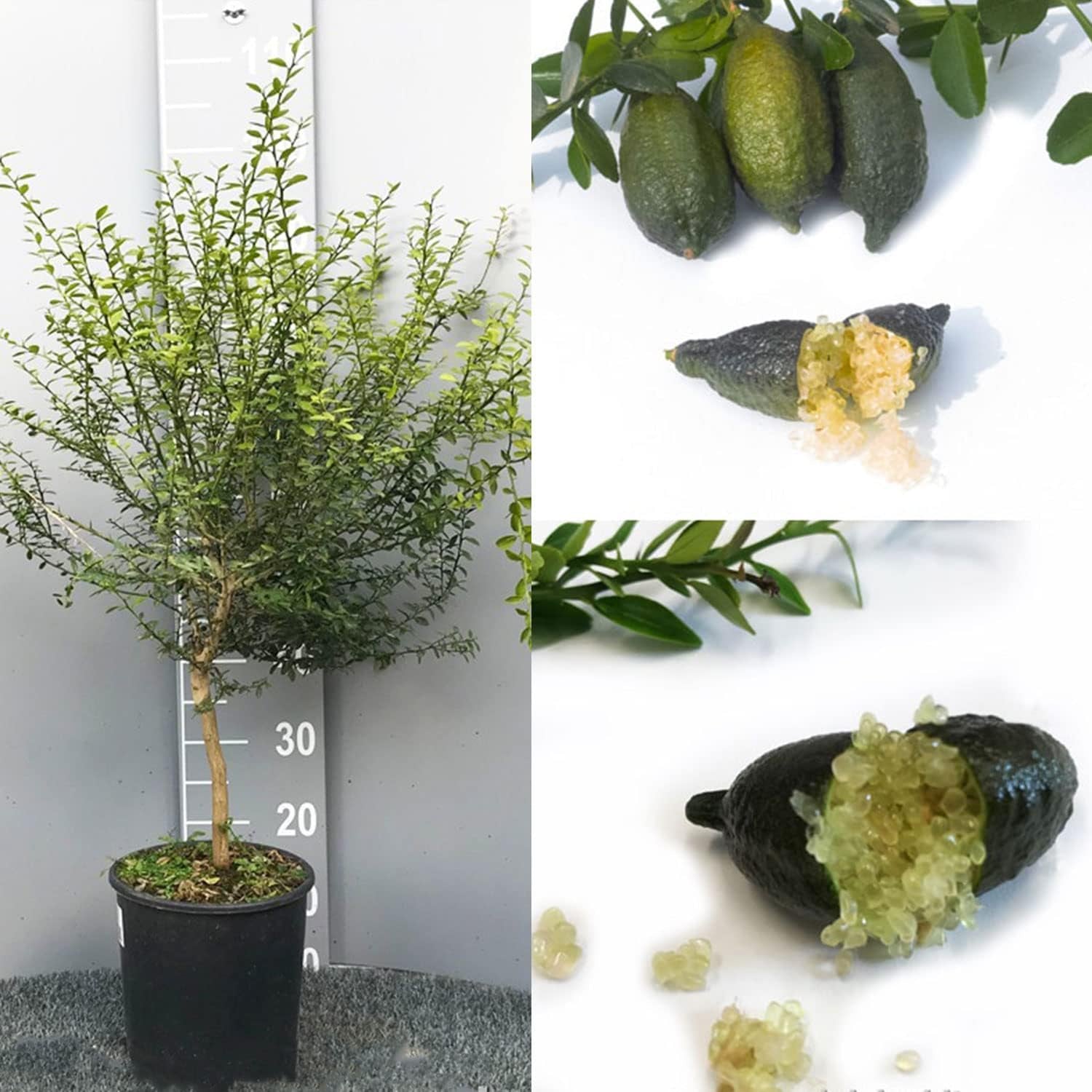 SAVINI VIVAI Zitronenpflanze, Gelber Kaviar, Zitrusbaum, Fingerlimette, Zitronensetzling Im Topf, 20 Cm, Höhe 50–70 Cm, 2 Jahre Veredelung, Hergestellt in Italien