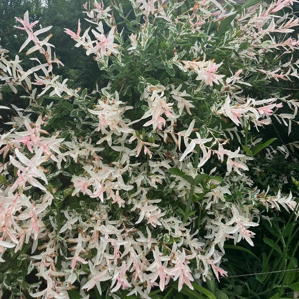 Harlekinweide Stämmchen Exotisch Stauden Winterhart Mehrjährig, Pflanzensamen Heckenpflanzen Hakuro Blumensamen Zierblumen Hecken Sträucher Winterhart 30Samen