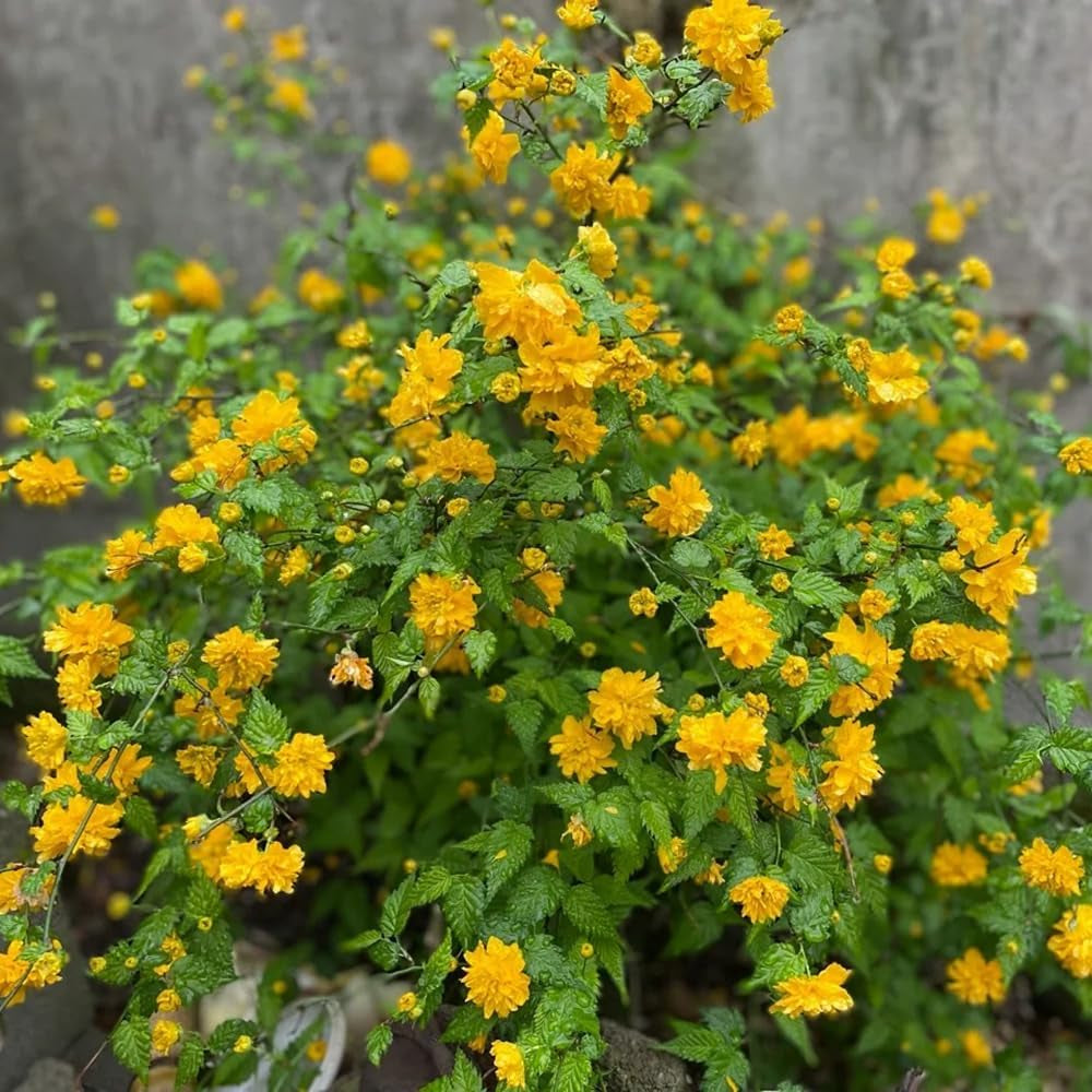 Kerria Japonica, Gartendeko Für Draußen Ranunkelstrauch, Schnittblumen Geschenke Für Gärtner Steingartenpflanzen Winterhart Hecken 200Samen
