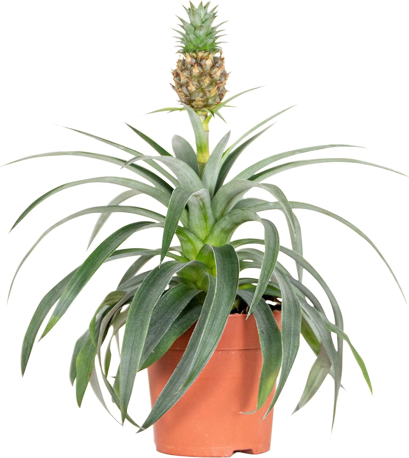 Bloomique - 2Er Set - Ananas Comosus - Ananas Pflanze - Bromelien - Zimmerpflanzen - Luftreinigend - Höhe 30-40 Cm - Topf 12 Cm