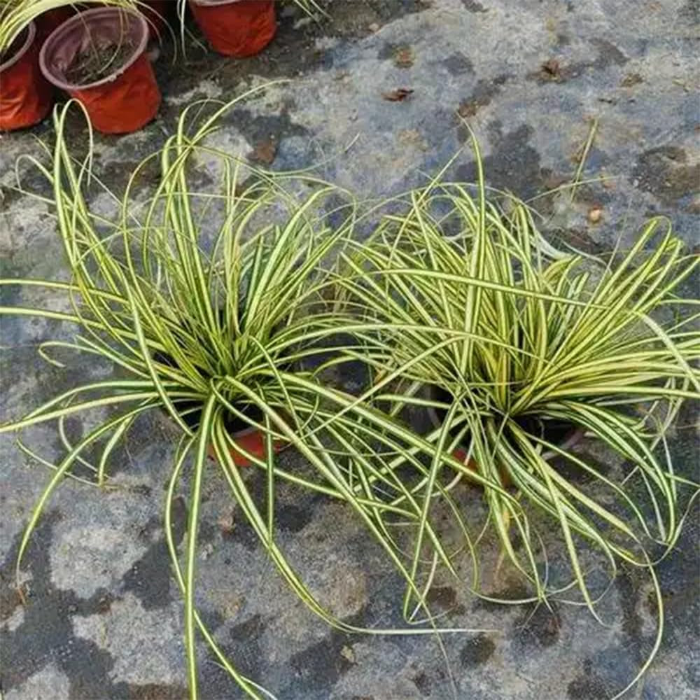 Carex Oshimensis Luftreinigende Zimmerpflanzen Sträucher Für Den Garten Terrassenpflanzen Büropflanzen Sichtschutz Winterfeste Gartenpflanzen Für Draußen Seltene Outdoor Ziergräser 400Samen