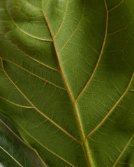 Ficus Lyrata (Feigen) - Zimmerpflanzen, Pflanzen Echt, Nachhaltige Verpackung Geigen-Feige- 21Cm Topf - Höhe 110Cm - Direkt Von Der Gärtnerei