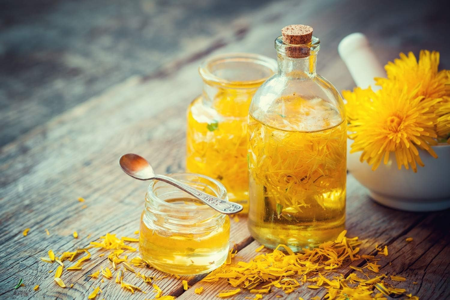 SAFLAX - BIO - Păpădie - 400 semințe - Taraxacum officinale