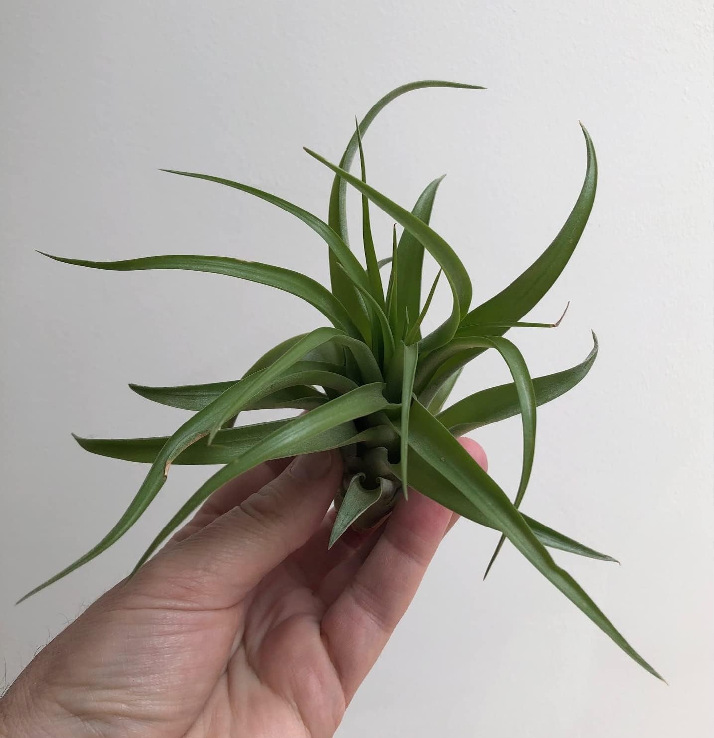 Tillandsien Pflanzen - Luftpflanzen Echt - Air Plants - Tilldandsia - 3Er Set Quallenpflanzen Mit Alfonso-Seeigeln - Bromeliengewächs - Spanisches Moos - Luftpflanzen Halterung - Trendyairplants
