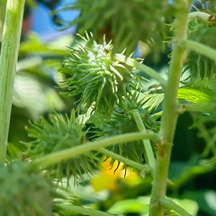 Rizinus, Exotische Gartenpflanzen Rizinussamen, Heilkräuter Kräuterpflanzen Kräutersamen, Gartenkräuter Nachhaltige Geschenke Topfpflanzen 300Samen