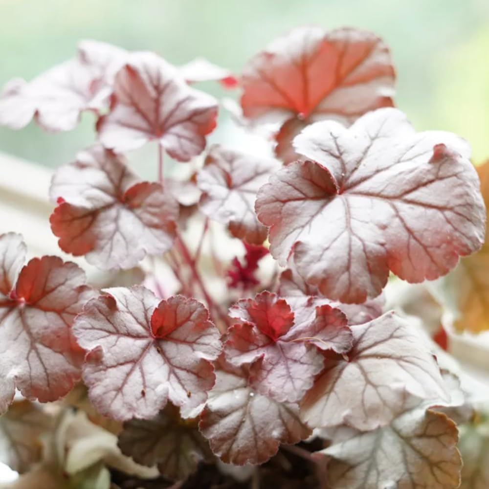 Heuchera Purpurglöckchen Schnell Wachsende Sträucher Steingartenpflanzen Wildblumen Heilkräuter Garten Geschenk Küchenkräuter Balkonpflanzen Balkon Kräutergarten Küche Indoor 350Samen