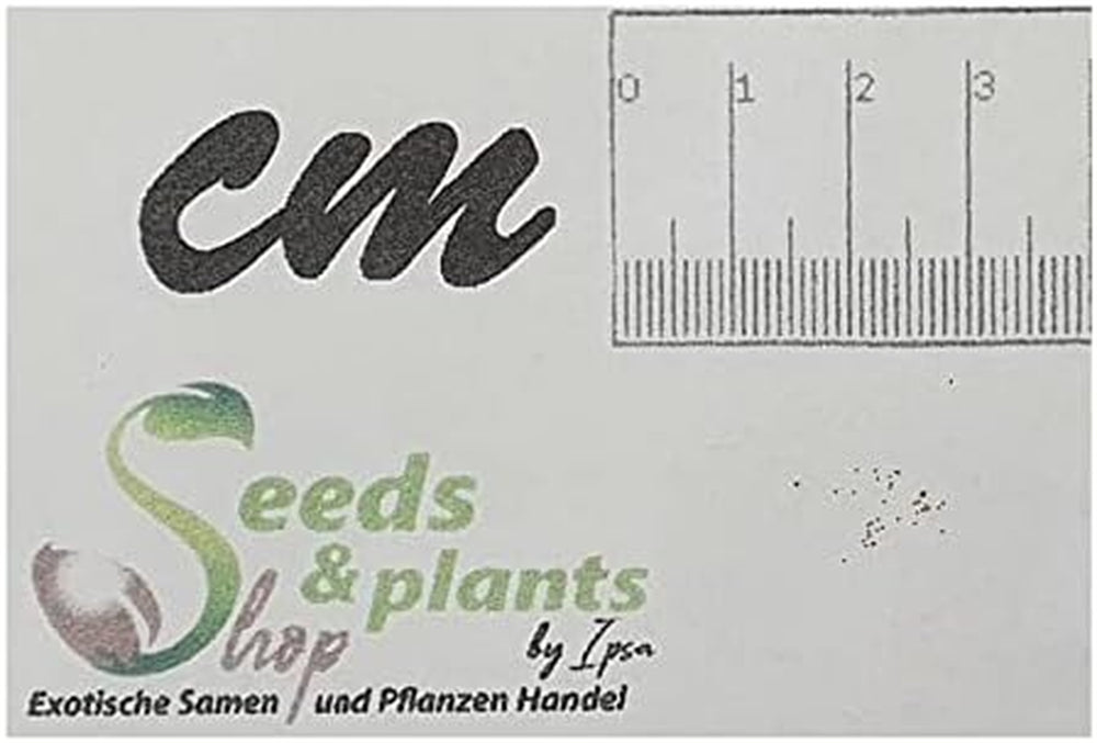 Stk - 10X Begonia Parviflora Baumbegonie Ziersträucher Garten Pflanzen - Samen ID344 -