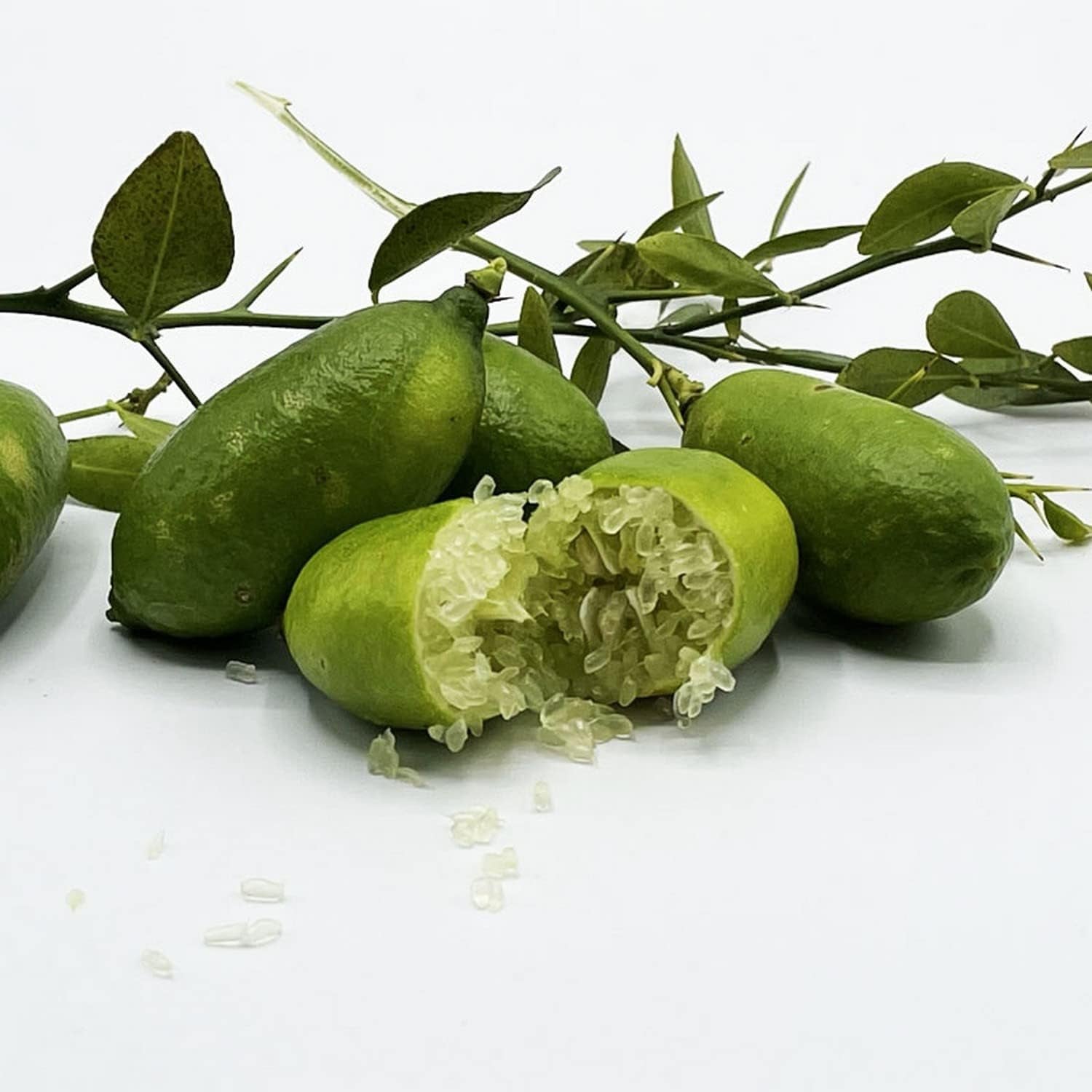 SAVINI VIVAI Zitronenpflanze, Grüner Kaviar, Faustrime, Zitrusbaum, Fingerlimette, Zitronensetzling Im Topf, 20 Cm, Höhe 50–70 Cm, 2 Jahre Veredelung, Hergestellt in Italien