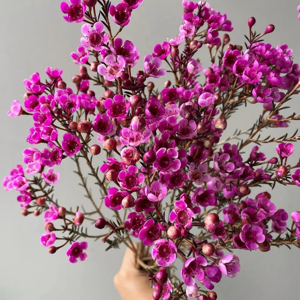 Chamelaucium Uncinatum Garten Baumsamen Bonsai Gartendeko Für Draußen Schnell Wachsende Sträucher Winterharte Kübelpflanzen Blumensamen Gastgeschenk Topfpflanzen Nachhaltige Geschenke 300Samen