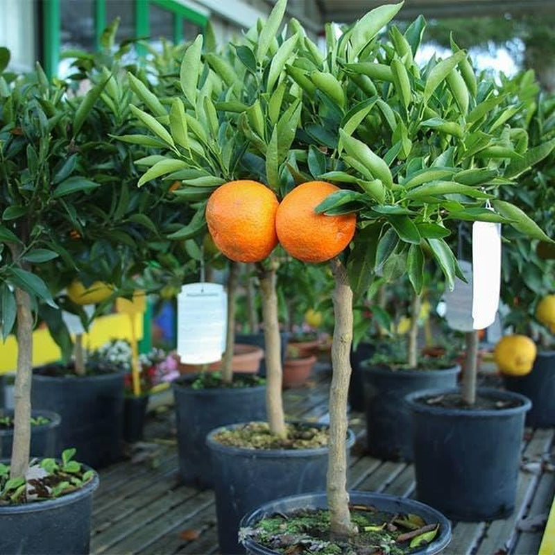 Zitrusfrüchte Süß Orange - Citrus Sinensis - Obstpflanze Höhe 80~90 Cm Topf 20 Cm