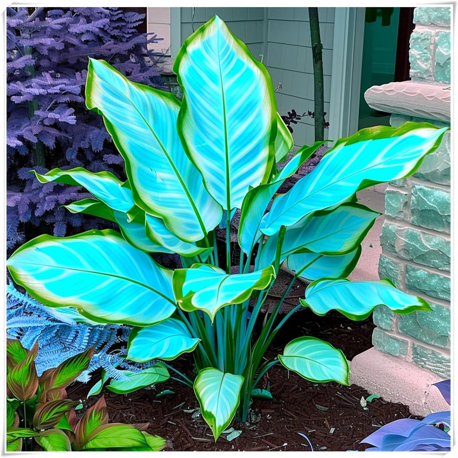 Amestec de bulbi de flori, Bec magic misterios, Plantare rezistentă, Bulb de flori perene rezistent la iarnă, Bulbi rezistenți - 3 bulbi de orhidee