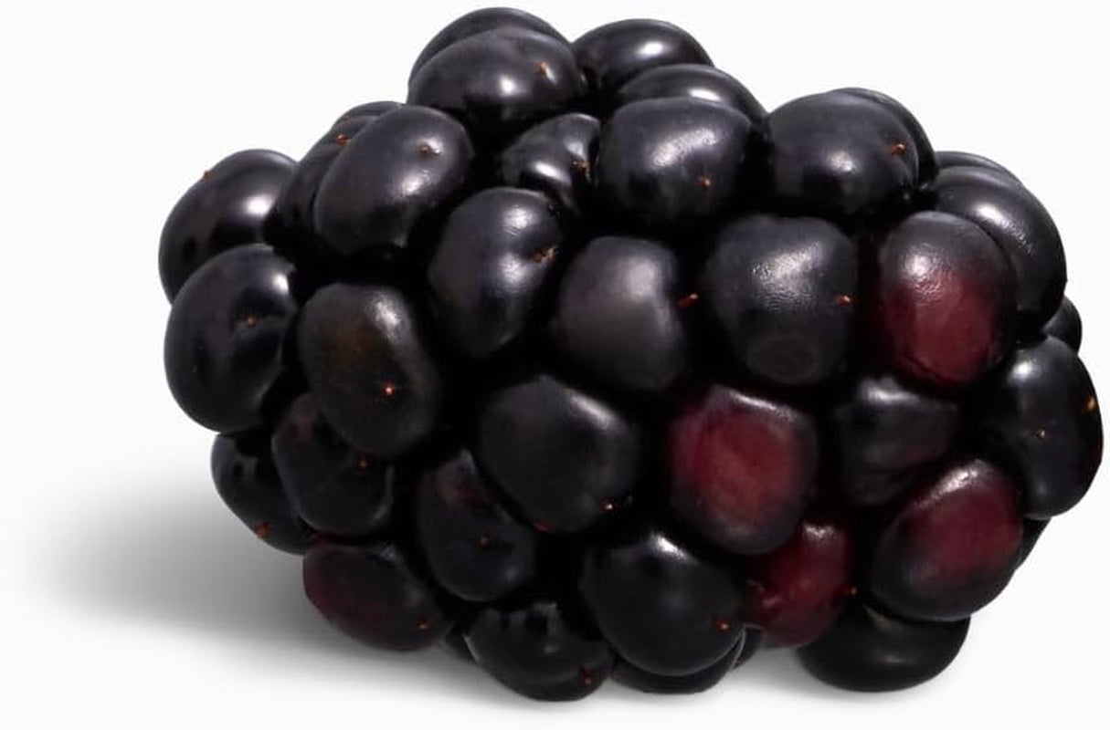 Brombeerbaum Wieder Blühen Reuben - Obstpflanze Antik Auf Blumentopf 16 Cm. - Höhe 120 Cm – 2 Jahre Anbau Italien