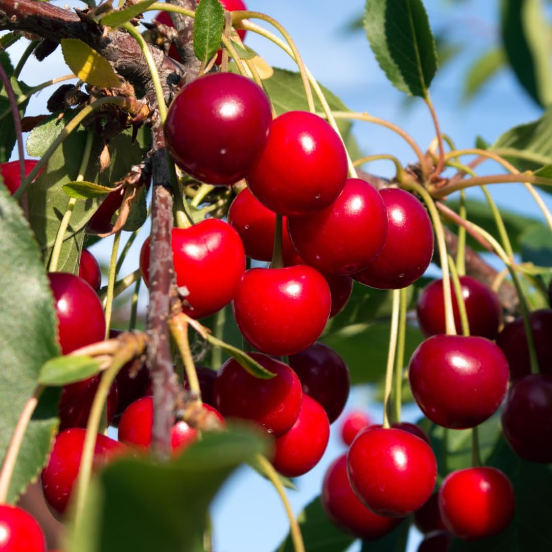 Süßkirschbaum Bigarreau Moreau – Obstpflanze Im Topf Ø Ab 24/26 Cm, Höhe 160-180 Cm, Alter: 4 Jahre – Italienische Baumschule
